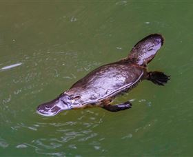 Platypus Viewing At Broken River - QLD Tourism 0