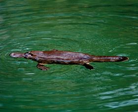 Platypus Viewing At Broken River - QLD Tourism 2