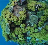 Keeper Reef Dive Site - Queensland Tourism