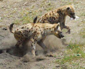 Altina Wildlife Park - Queensland Tourism 0