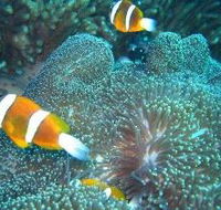 Davies Reef Dive Site - Queensland Tourism