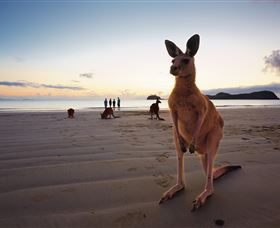 Wallabies On The Beach At Cape Hillsborough - Queensland Tourism 0