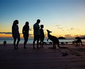 Wallabies On The Beach At Cape Hillsborough - Queensland Tourism 2