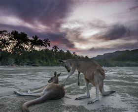 Wallabies On The Beach At Cape Hillsborough - Queensland Tourism 1