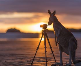 Wallabies On The Beach At Cape Hillsborough - Queensland Tourism 3