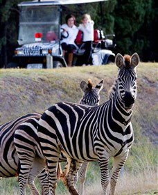 Taronga Western Plains Zoo, Dubbo - Queensland Tourism 1