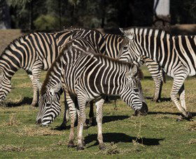 Taronga Western Plains Zoo, Dubbo - Queensland Tourism 5