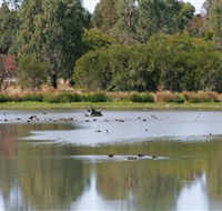 Cussen Park - QLD Tourism