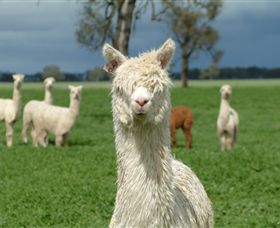 Creswick Woollen Mills - QLD Tourism 1
