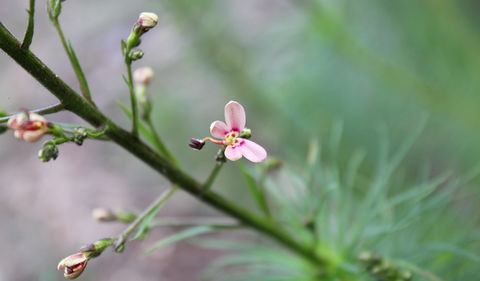 Basin Gully To Eualdrie Lookout Track - Queensland Tourism 2