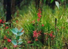 Enfield State Park - QLD Tourism 0