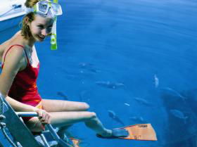 Bait Reef And Garys Lagoon Dive Site - QLD Tourism 2