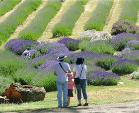 Yuulong Lavender Estate - Queensland Tourism 1