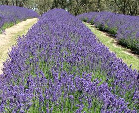 Yuulong Lavender Estate - Queensland Tourism 0