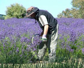Yuulong Lavender Estate - Queensland Tourism 2