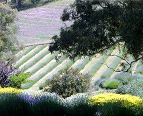 Yuulong Lavender Estate - Queensland Tourism 7