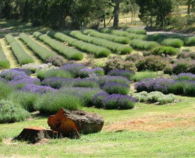 Yuulong Lavender Estate - Queensland Tourism 8