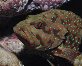 Challenger Bay Dive Site - QLD Tourism 3