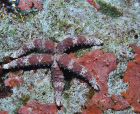 Challenger Bay Dive Site - QLD Tourism 2