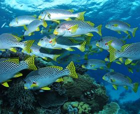 Challenger Bay Dive Site - QLD Tourism 0