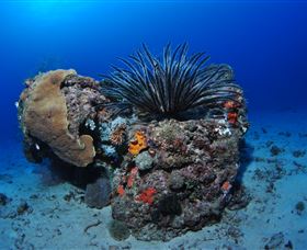 Challenger Bay Dive Site - QLD Tourism 1