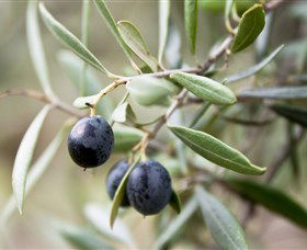 Wollundry Grove Olives - QLD Tourism 2