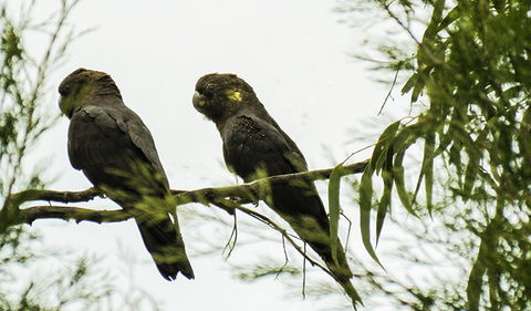 Conimbla National Park - Queensland Tourism 0