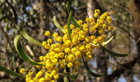 Conimbla National Park - Queensland Tourism 2