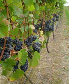 Gisborne Peak Winery - QLD Tourism 4