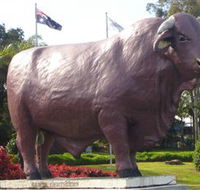Rockhampton Bull Statues - Queensland Tourism