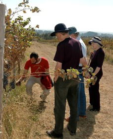 Rosnay Organic Farm And Vineyard - QLD Tourism 2