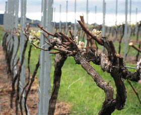 Stockmans Ridge Wines - QLD Tourism 2