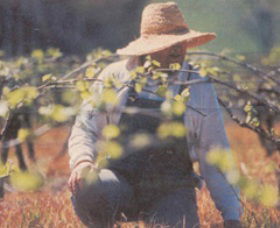 Canobolas Smith Winery - QLD Tourism 0