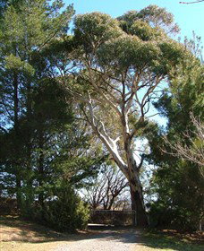 Habitat Vineyard - QLD Tourism 1