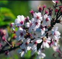 Sakura Avenue - QLD Tourism