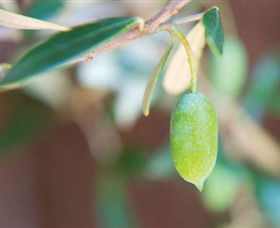 The Olive Shop - Milawa - QLD Tourism 1