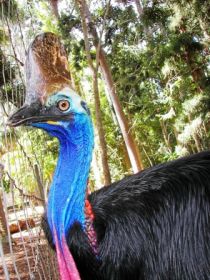 Cooberrie Park Wildlife Sanctuary - QLD Tourism 1