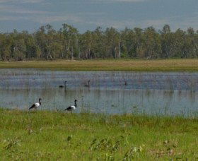 Lake Broadwater Conservation Park - QLD Tourism 1