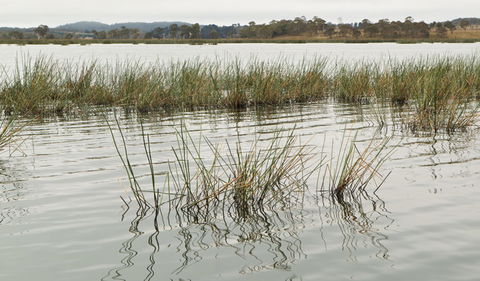 Lagoon Circuit Walking Track - QLD Tourism 3
