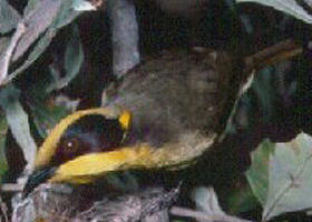 Yallourn North VIC Queensland Tourism