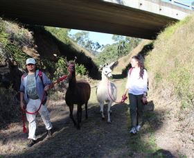 Ottaba Llamas - QLD Tourism 1