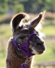 Ottaba Llamas - QLD Tourism 3