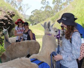 Ottaba Llamas - QLD Tourism 2