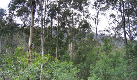 Bangadilly National Park - QLD Tourism 1