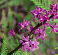 Cassinia walking track - QLD Tourism