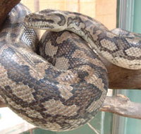 Armadale Reptile Centre - Queensland Tourism