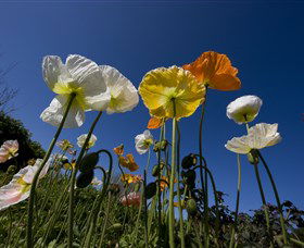 Hunter Valley Gardens - Queensland Tourism 3