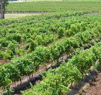 Pokolbin Brothers Wines Hunter Valley - Queensland Tourism