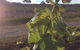 Drayton's Family Wines - thumb 1