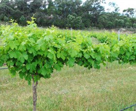 Tamburlaine Organic Wines - Queensland Tourism 1